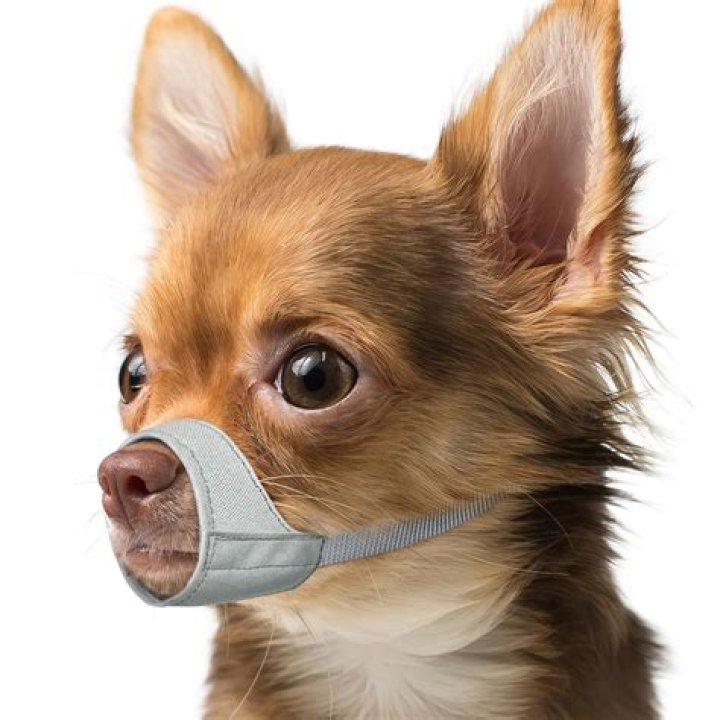 Chihuahua Muzzle - How To Discuss