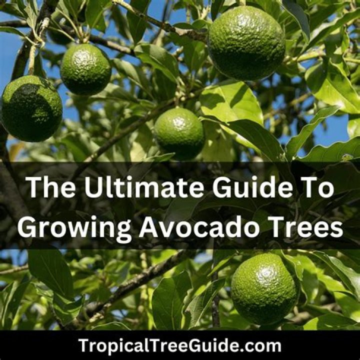 Do Avocado Trees Lose Their Leaves In The Fall